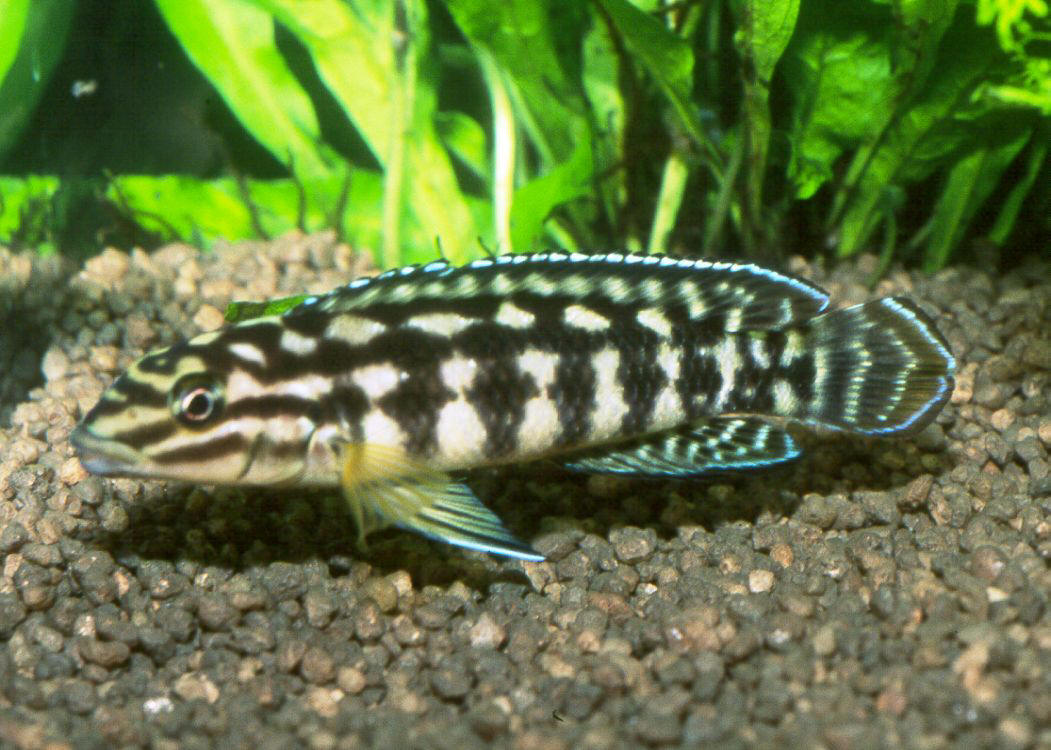 Julidochromis marlieri